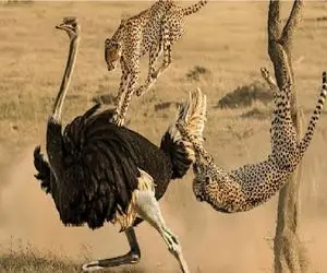 مستند حیات وحش / نزاع مرگ و زندگی میان یوزپلنگ و شترمرغ دراز پا