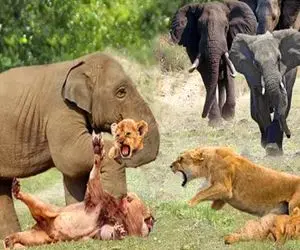 بدایع حیات وحش؛ فیل مسلول ددمنشانه شیر سفاک درحال حمله به خانوادش رو خفه کرد