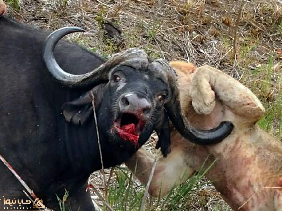 از جذابیت های حیات وحش؛ ببینید بوفالوها با شاخ های تیز چه بلایی سر شیر میارن