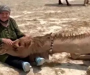 آواز اصیل؛ مادربزرگ پیر شترو رو پاش خوابونده و براش لالایی خوند واکنش شترو هاج و واج