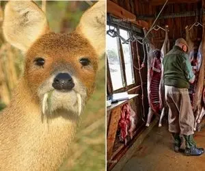 فراروری گوزن خون آشام؛ پرورش آهوی ترسناک وحشی که به جز گوشتش خوشبوترین هم هست