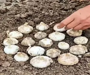 کشاورزی نوین؛ سیرها رو با نظم و ترتیب یجا نشوند گلدونو چپه کرد رو سرشون 2روزه سبز شدن