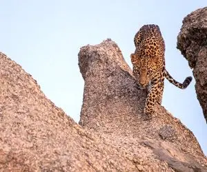 بدایع حیات وحش؛ پلنگ برای شکار از صخره بالا رفت ولی به کام مرگ غلتید