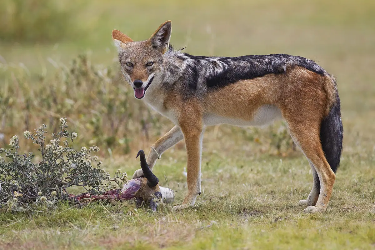 1200px-2012-bb-jackal-1