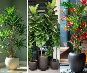 گیاهان آپارتمانی قد بلند و لوکس برای لاکچری نشون دادن خونه / خلق دکوری رویایی