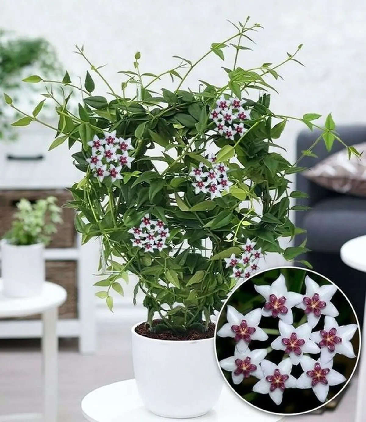 گیاهان آپارتمانی خوشبو