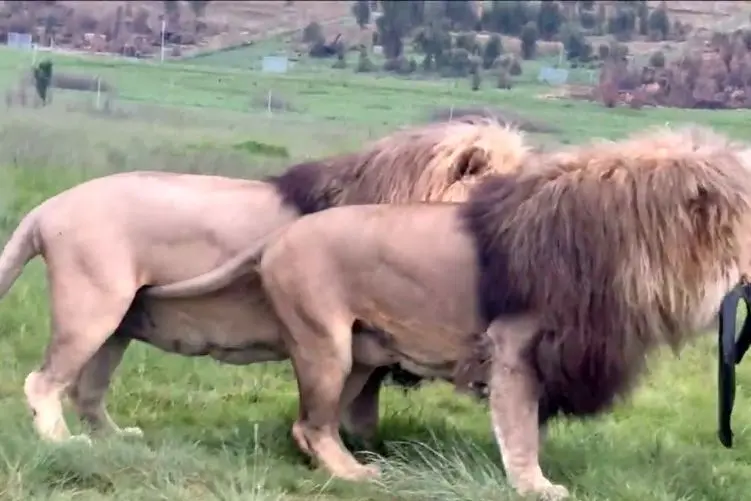 مستند حیات وحش؛ شیر نر تنومند یه حلقه پیدا کرد عین احمق ها باهاش بازی کرد