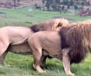 مستند حیات وحش؛ شیر نر تنومند یه حلقه پیدا کرد عین احمق ها باهاش بازی کرد