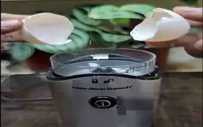 کشاورزی نوین؛ با پوست تخم مرغ چنان عصاره و اکسیر رشد ساخت که گیاهش 2روزه شد درخت گنده