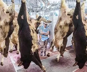 فرآوری گاونر؛ گردن گاو نر 500 تنی رو بعد کارواش از قفا زدن پوستشو دباغی کردن 