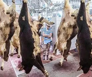 فرآوری گاونر؛ گردن گاو نر 500 تنی رو بعد کارواش از قفا زدن پوستشو دباغی کردن 