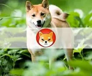 چه چیزی در انتظار دارندگان شیبااینو می باشد؟