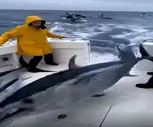 معماری طبیعت؛ ماهی ها عقلشون پارسنگ برداشته خودشون با پای خودشون به فنا سلام کردن