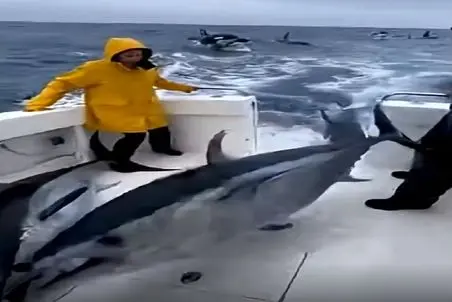 معماری طبیعت؛ ماهی ها عقلشون پارسنگ برداشته خودشون با پای خودشون به فنا سلام کردن