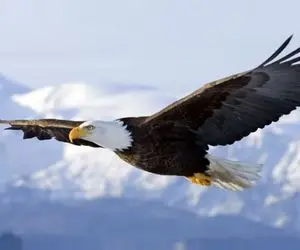 مستند حیات وحش؛ با عقاب همسفر شو و پرواز کن و از فراز بالهای عقاب زمین رو تماشا کن