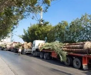 نخل‌ هایی که به قطر رفت به ایران برگشت خورد!
