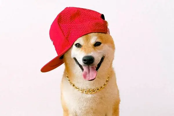 SHIBAINU