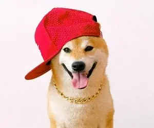 زمان جشن شیبا دارها فرا رسیده است؟