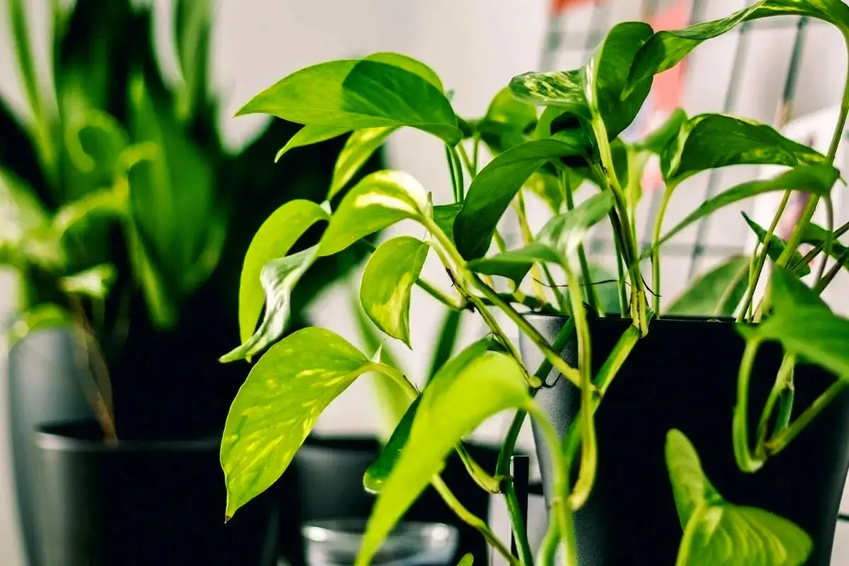 برا رشد گل چی خوبه