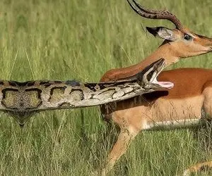 دیدنی های حیات وحش؛ پیتون غول واسه رسیدن به ایمپالا مثل قهرمان شنا المپیک شیرجه زد