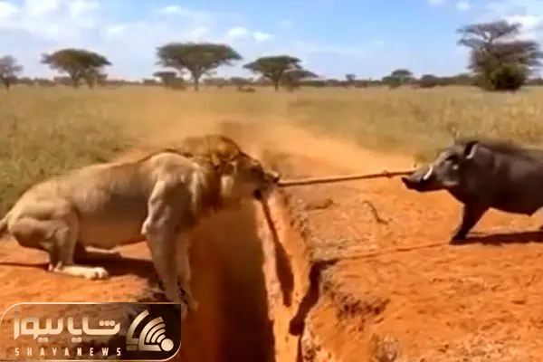 جدال حیات وحش؛ شیر و گراز مسابقه طناب کشی گذاشتن دوتاشونم باختن