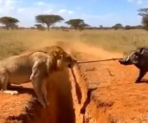 جدال حیات وحش؛ شیر و گراز مسابقه طناب کشی گذاشتن دوتاشونم باختن