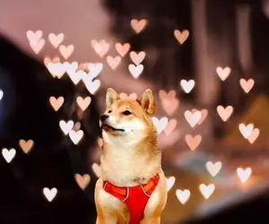 شیبااینو به کدام دیار می رود؟