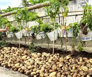 ایده های خلاقانه؛ جای باغچه تو سطل های پلاستیکی سیب زمینی بکار خروار خروار محصول میده