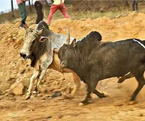 مستند حیات وحش؛ گاو تنومند چشم نداره برتر از خودش ببینه میزنه لت و پارشون میکنه