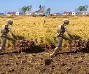 کشاورزی نوین؛ برای چیدن علوفه ربات آوردن 200هکتار زمین و تو 20 ثانیه میچینه