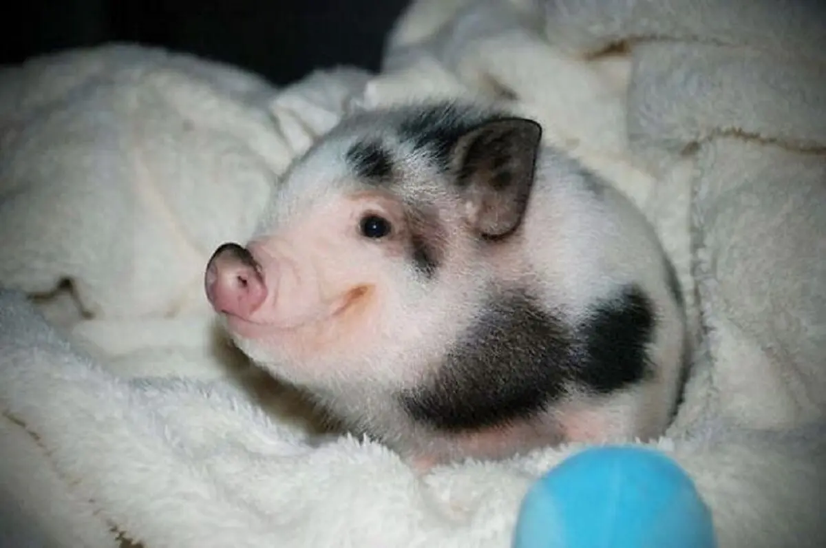 Baby-Pig