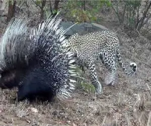 مستند حیات وحش؛جدال لاطائل پلنگ پیگیر و جوجه تیغی وزه برای بلع و بلعیده نشدن