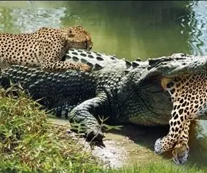 بدایع حیات وحش؛ پلنگ بی خیال داشت آب می خورد که کروکودیل از تو آب پرید حلقومش رو گرفت