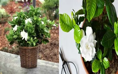 صفر تا صد نگهداری از گیاه گاردینا/ رازهای نگهداری طولانی از این گل سفید و ناز