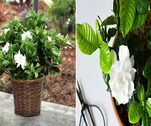 صفر تا صد نگهداری از گیاه گاردینا/ رازهای نگهداری طولانی از این گل سفید و ناز