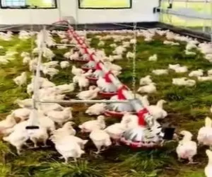 دامداری نوین؛ مرغداری سیار ساختن با چرخ حرکت میکنه تا مرغا از علف های تازه زمین بخورن