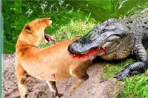 مستند حیات وحش؛ تمساح دد هر زنده ای پاشو بزاره تو برکه اش مرده میفرسته بیرون