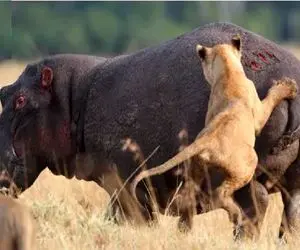 مستند حیات وحش / اسب آبی شیطون اومد با دم شیر بازی کنه نصفش رفت