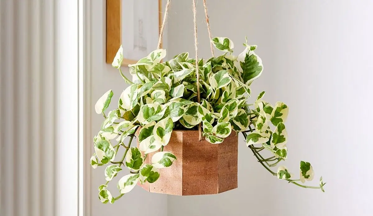 hanging-pothos-plant