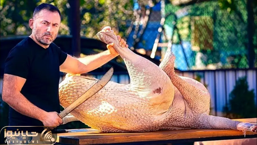 غذای روستایی ؛ پخت هیجان انگیز گوشت شتر مرغ که با روده گاو حسابی چرب و چییلی شده 