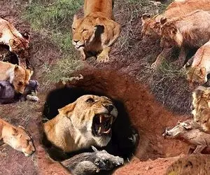 از جذابیت های حیات وحش؛ گراز برای اینکه از چنگ شیر خلاص بشن فقط خدا باید کمک کنه