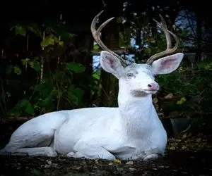 عجایب روزگار؛ گمونم این آهو رو با وایتکس شستن مثل الماس وسط جنگل میدرخشه