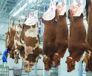 فرآوری گاو؛ گاو خوش رنگ و لعاب بعد پوست کندن انداخت تو آب جوش چرخیشو فروخت