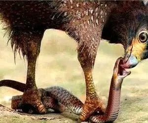 جذابیت حیات وحش؛ عقاب چشم ماری که به بچه هاش چپ نگاه میکرد درآورد