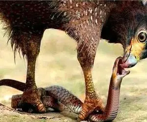 جذابیت حیات وحش؛ عقاب چشم ماری که به بچه هاش چپ نگاه میکرد درآورد