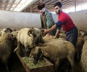 قیمت دام‌ زنده امروز ۲۱ تیر ۱۴۰۴ + جدول