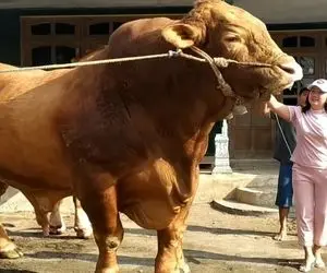 فرآوری گاو؛ گاو 1494 کیلو وزن داره از تریلی اومد پایین از عظمتش همه پراکنده شدن