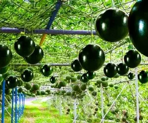 کشاورزی نوین؛ توی ژاپن هندوانه کاشتن پوستش سیاه و صیقلی کادوپیچ شده میفروشن