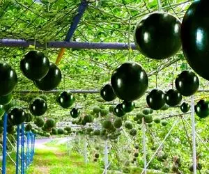 کشاورزی نوین؛ توی ژاپن هندوانه کاشتن پوستش سیاه و صیقلی کادوپیچ شده میفروشن