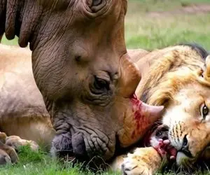 شاهکار حیات وحش؛ کرگدن سفاک برای نجات گله ش با شاخ نیم متری شیر دد رو کور کرد